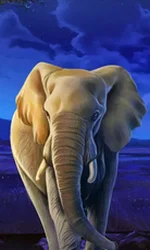 African Elephant